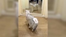 Un chat découvre son reflet dans un miroir