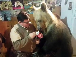 Bear Cleans Ice Cream from Mans Face