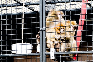 Là où les singes retrouvent la banane