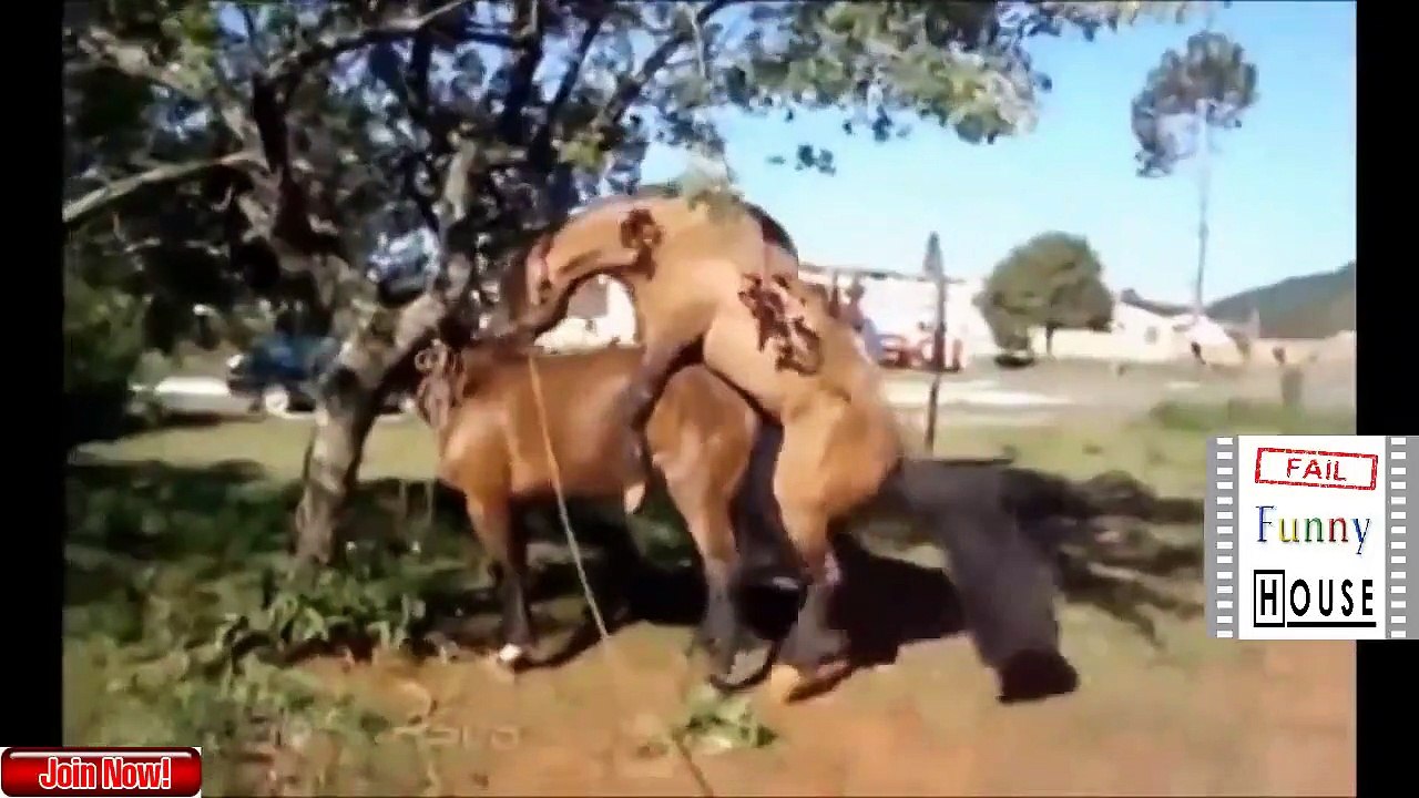 COWS AND HORSES HORSES GAYS APAREANDOSE 2018