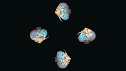 Video 3D Hologram Project