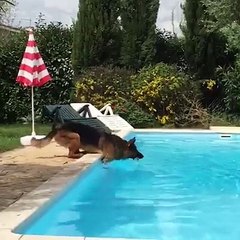 Funny German Shepherd Compilation with peoples