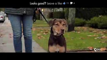A DOG'S WAY HOME Trailer #2 (NEW 2019) Adenture, Family Movie HD