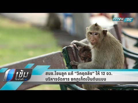 สนช.โยนลูก แก้ “วิกฤตลิง” ให้ 12 จว.บริหารจัดการ ยกภูเก็ตเป็นต้นแบบ - เข้มข่าวค่ำ