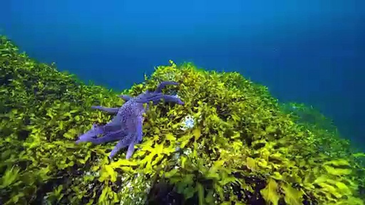 transiciones naturaleza 720 x 1280