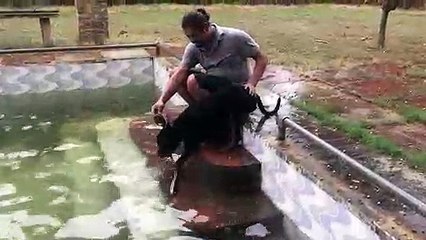 Dog Care Noida - Happy Pettings