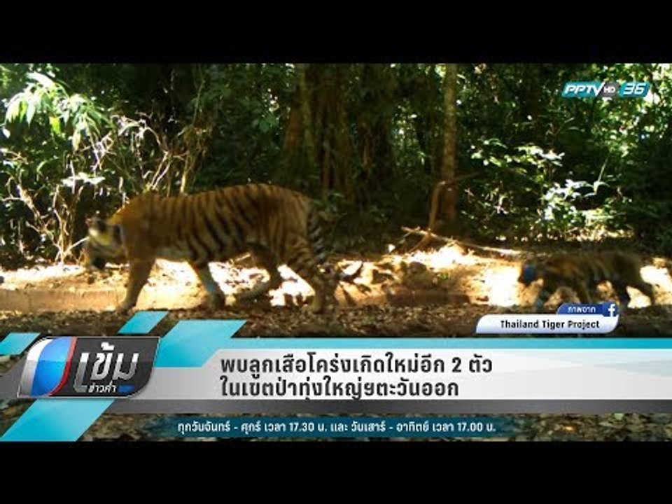 พบลูกเสือโคร่งเกิดใหม่อีก 2 ตัว ในเขตป่าทุ่งใหญ...