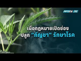 ถอดรหัสร่างกฎหมายเปิดช่องปลูก“กัญชา”รักษาโรค
