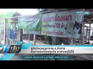 สุนัขวัดเวฬุวนาราม จ.ลำปาง ล้มตายต่อเนื่องทุกวัน หาสาเหตุไม่ได้ - เข้มข่าวค่ำ