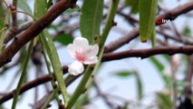 - Kıbrıs’ta Aralık Ayında Badem Ağaçları Çiçek Açtı