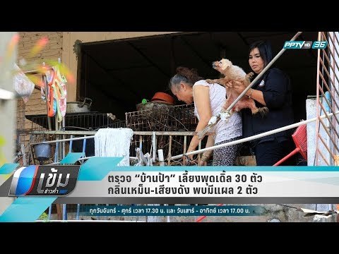 ตรวจ “บ้านป้า” เลี้ยงพุดเดิ้ล 30 ตัว กลิ่นเหม็น-เสียงดัง พบมีแผล 2 ตัว - เข้มข่าวค่ำ