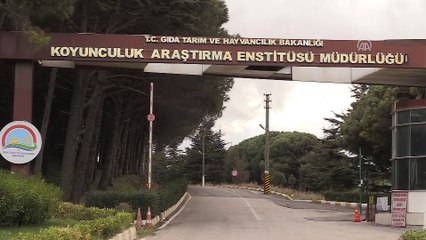 'Maedi Visna' hastalığına karşı dirençli koyunlar yetiştirilecek - BALIKESİR