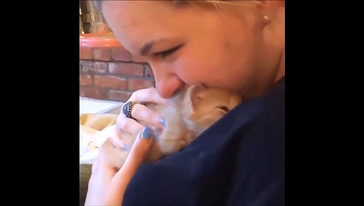 Süsse Katzen und Katzenkinder || Cute Cats and Kitten