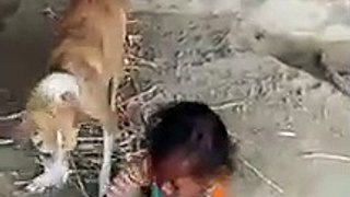 Tug of war between a child and female dog