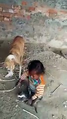 Tug of war between a child and female dog