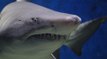 شاهد: أسماك القرش تحجب الرؤية في شاطئ شهير بتايلاند