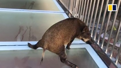 Lost wild boar on glass walkway is too scared to move