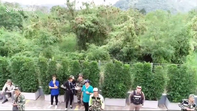 Bear cub rescued after getting stuck on 60ft high window ledge in search of food