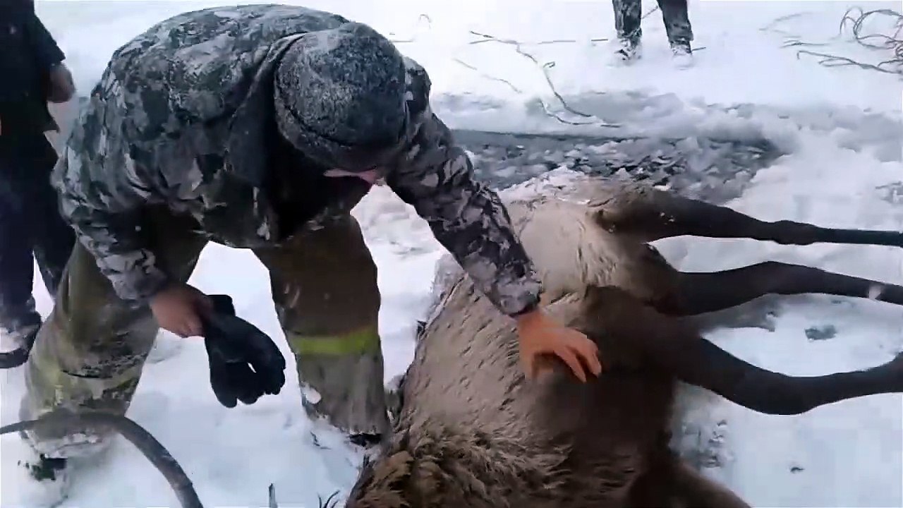 Des Russes sauvent un cerf pris dans les glaces !