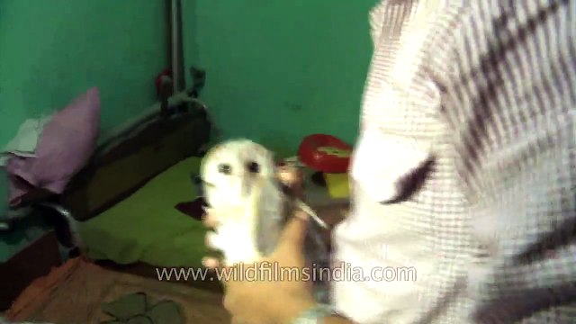 This cute Barn Owl was rescued in New Delhi city