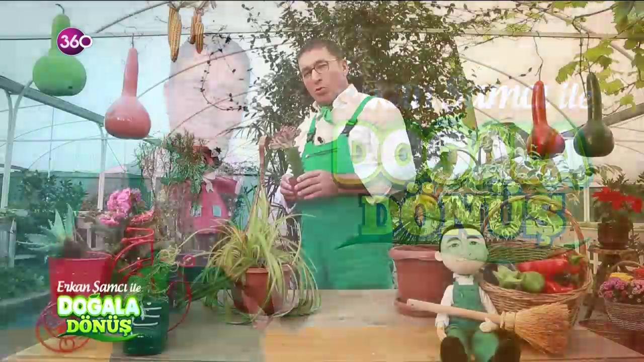 Kaktüsler radyasyonu emer mi?