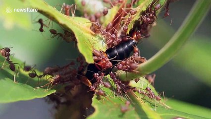 Weaver ants attack greater banded hornet