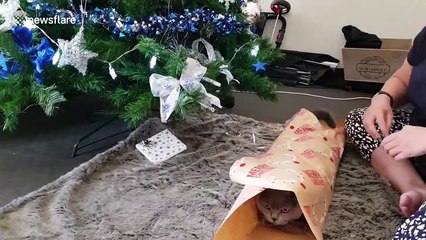Christmas kitty gets wrapped up for 'Catmas' 2018