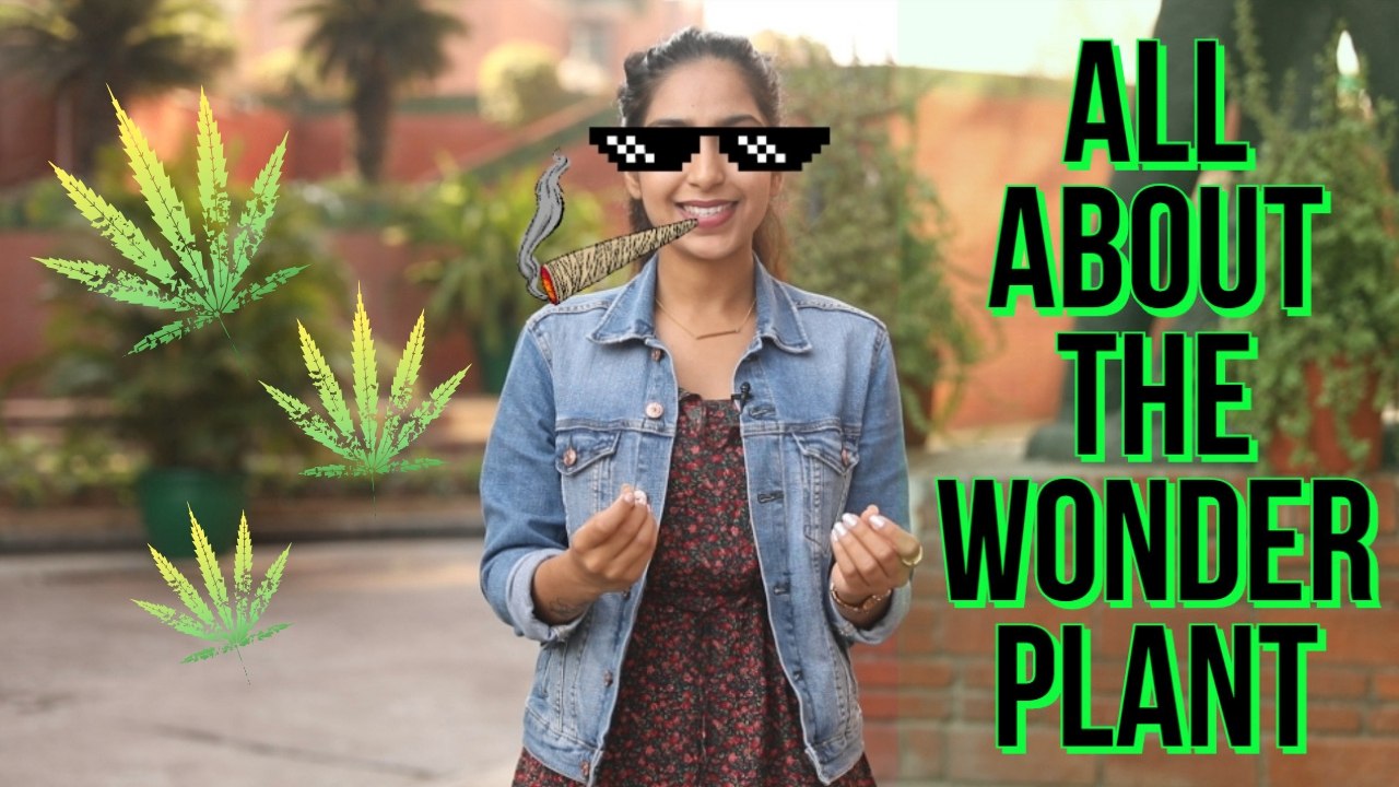 All you need to know about the doobie plant aka Cannabis in India