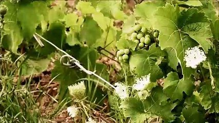 Jean-Luc Nachbauer 2 : la terre de Katzenthal et des vignobles Klur