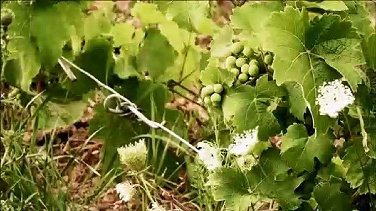 Jean-Luc Nachbauer 2 : la terre de Katzenthal et des vignobles Klur