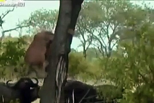animal fight lion vs buffalo | WATCH LION vs BUFFALO REAL FIGHTS BUFFALO ATTACK LION