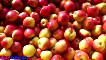 VIDEO 02-incluir junto a pples-Pàgina 11-revista 02-'Apples Are Yummy' - Learn Fruits & Vegetables, Kids Song for Babies & Toddlers