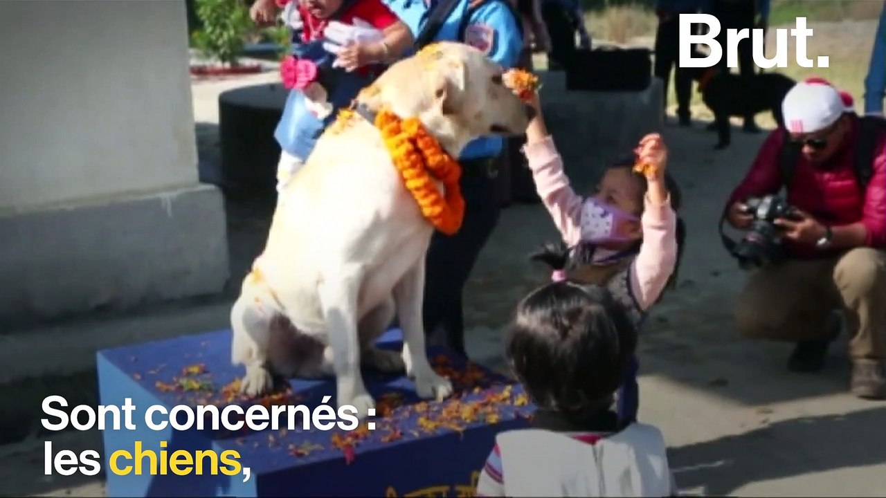 Les zoonoses, ces maladies transmises par les animaux aux humains