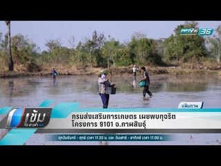 กรมส่งเสริมการเกษตร เผยพบทุจริตโครงการ 9101 จ.กาฬสินธุ์ - เข้มข่าวค่ำ