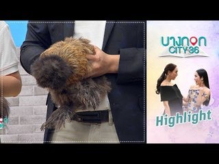 Highlight รายการ บางกอก City เลขที่36 : ไก่ ซิลกี้ สัตว์ตัวจิ๋ว ราคาหลักหมื่น