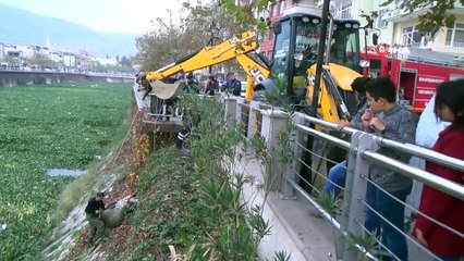 Hatay’da Asi Nehri’ne düşen inek telef oldu