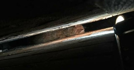 Ce chat s'est coincé dans le pire endroit possible !