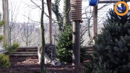 Une panthère des neiges abattue après s’être échappée de son enclos !