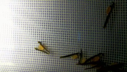 EPCAMR's Brook Trout Tank Live Stream 12/3/18 Alevin Twins