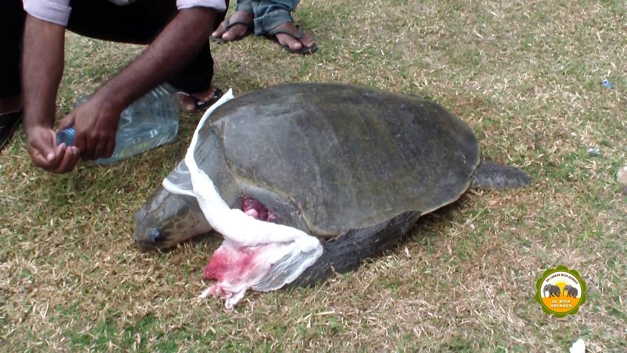 Injured sea turtle !