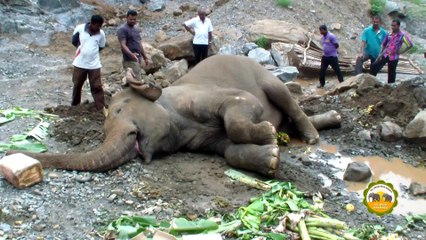 Blind elephant fallen from the top of a rock !
