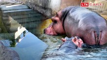 河馬浴場坡道改階梯 河馬不「咕溜」輕鬆「登陸」(台北市立動物園提供)