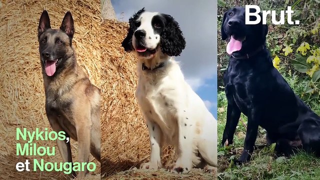 Un programme scientifique apprend aux chiens à détecter des cellules cancéreuses