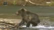 [NATURE] a predator Documentary Bear that steals food from its mother Documentary Bear,창사특집 UHD 다큐멘터리  20181203