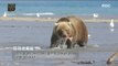 [NATURE] A Documentary Bear that eats salmon!,창사특집 UHD 다큐멘터리  20181203