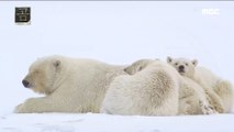 [NATURE] Polar Documentary Bears suffering from hunger and cold,창사특집 UHD 다큐멘터리  20181203