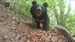 [NATURE] 'Papiyong' Documentary Bears Keep Running,창사특집 UHD 다큐멘터리  20181203
