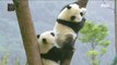 [NATURE]  The panda is protected in China.,창사특집 UHD 다큐멘터리  20181203