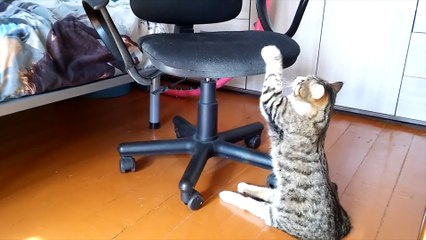 Gato discapacitado muestra lo fuerte que es al treparse a una silla