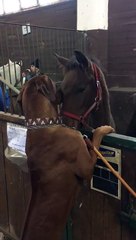 Ce chien et ce cheval ont un coup de foudre